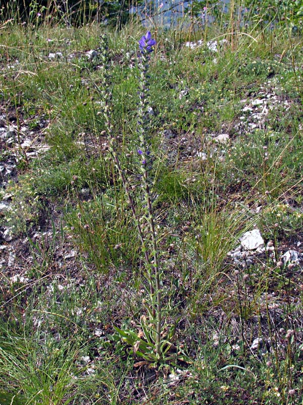 Campanula spicata L. / Campanula spigata.